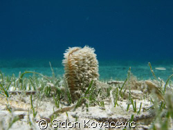 on island korcula (prznjaci) by Sidon Kovacevic 